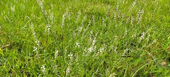 How to get rid of brome grass in lawn. Help How To Get Rid Of Coarse Grass In The Lawn