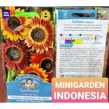 Sun flower (bunga matahari) helianthus annuussunflower (helianthus annuus) is a plant belonging to the family of the compositae (asteraceae), and the genus h. Pack 50 Benih Sunflower Evening Sun Mr Fothergills Bibit Tanaman Hias Bunga Matahari Shopee Indonesia