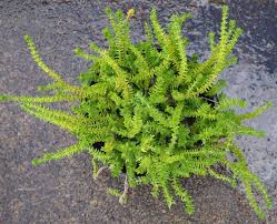 Image result for Crassula schimperi