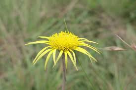 Image result for Haplocarpha