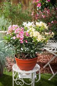 Jedes möbel hat seine stelle. Oleander Bicolor Floragard Pflanzeninfothek