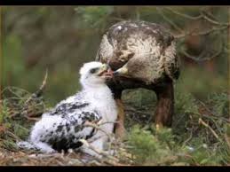 يقول الناظم العمري تذكر Youtube