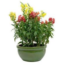 Check out our cheap potted plants selection for the very best in unique or custom, handmade pieces from our shops. 10 In Ceramic Cascade Bowl 24 98 Plants Planter Pots Planters