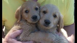 The golden retriever is one of the most popular dogs in america and is a popular breed in many parts of the world. Adorable Golden Retriever Puppies For Sale In Livermore California Classified Americanlisted Com