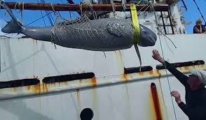 From head to tail i'm quite a sight. Born To Be Free Hopes To Replicate Blackfish For Beluga Whales Indiewire