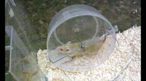 Homemade Hamster Wheel Youtube Hamster Diy Hamster Wheel Hamster