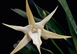Image result for Angraecum