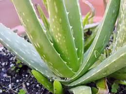 как сделать лекарство из алоэ и меда для желудка Lekarstvennye Svojstva Aloe Floraprice Ru