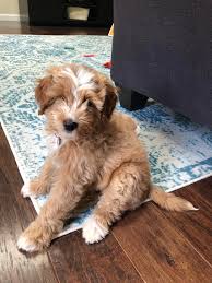 His coat is gorgeous light apricot color, curly and should produce soft barrel curls as adults, which requires moderate maintenance and less shedding. Do Goldendoodle Puppies Lose Their Markings When Adult Coats Come In Goldendoodles