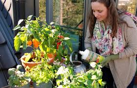 Perfekt für den anbau im gemüsebeet, hochbeet und auf dem balkon. Tomaten Und Paprika Direkt Vom Balkon