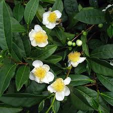 Image result for Camellia sinensis
