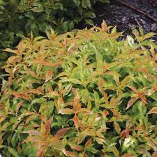 I always think it's dead in the spring, but it then starts to get some growth. My Monet Purple Effect Weigela Wholesale Liners Spring Meadow Nursery