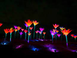 Lightscape At The Houston Botanic Garden Everything You Need To Know It S Not Hou It S Me
