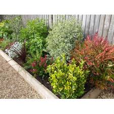 The Winter Border Garden Design Layout Backyard Landscaping Evergreen Plants