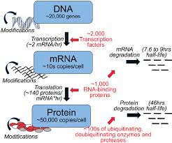 67 Punctilious Central Dogma Of Molecular Biology