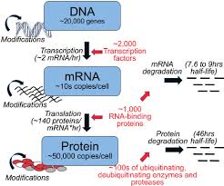 67 punctilious central dogma of molecular biology