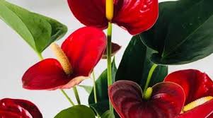 Although begonias are considered as outdoor plants, there are many plants from begonia genus that makes great flowering houseplants. List Of Flowers In The Philippines
