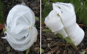 Ice Flowers Frost Flowers Ice Segregation In Plant Stems Dr Jim Carter Winter Photograph Flowers Ice Art