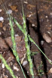 Image result for Alloeochaete geniculata