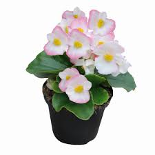 Image result for begonia semperflorens