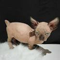 NOCOATKITTY SPHYNX