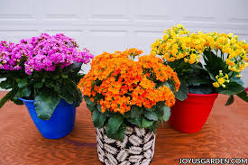 Image result for Kalanchoe calandiva