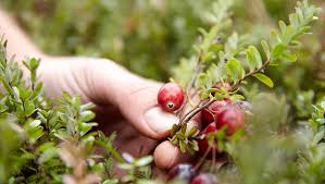 We did not find results for: Our Cranberry Story Diana Food