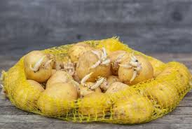 Kartoffeln Aufbewahren So Bleiben Sie Langer Frisch