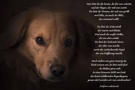 nun bist du die sonne die fur uns scheint trauergedicht anubis tierbestattung tiefegedank hunde gedichte regenbogenbrucken hund trauerspruch hund