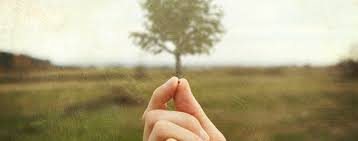 It's a faith to move mountains. how can a faith so small be so powerful? A Mustard Seed Of Faith Your Weekly Catholic Reflection Cmmb Blog