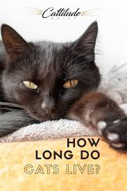 It does not use any artificial additives of any sort. Pin On Cat Facts