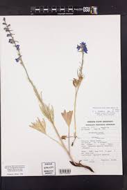 Image result for Galium scabrellum
