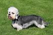Breed Standards : Dandie Dinmont Terrier | United Kennel ...