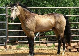I framed it and it is magnificent. Pin On American Quarter Horse Palomino Pinto S