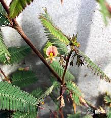 Image result for Aeschynomene schimperi