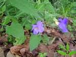Image result for Thunbergia usambarica