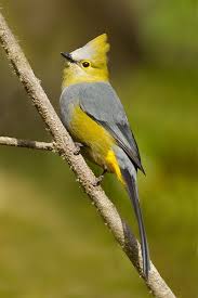 Small Birds With Long Tail Feathers Birds Of A Feather Long Tailed Silky Flycatcher Photo By Jamie Flycatcher Pet Birds Wild Birds