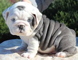 In this video we explain just a few reasons why english bulldog puppies are so expensive. Yes I Know I M Gorgeous Bulldogs Pets Dogs Enhglish Frenchies Animals Beautifuldogs English Bulldog Puppies Cute Baby Animals Bulldog Puppies