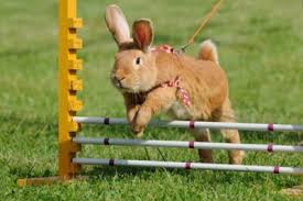 While they seem adorable, rabbits are fast movers and they can do more than just hop around day in and day out. How Much Exercise Do Rabbits Need Each Day Rabbit Care Tips