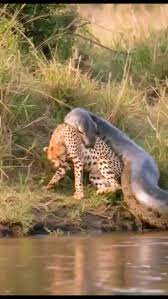 Python bite a back of cheetahs 😱 _ _ _ _ _ _ _ _ #cheetah #python #pythonvscheetah #cheetahattack #wildafrica #wildanimal #wildlifeprotection #naturephotography #nature #netgeo #netgewildlife #discover #discovery #discoverearth #wildlifeonearth ...