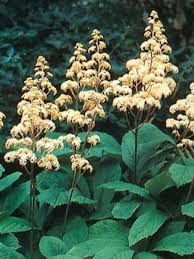 Rodgersia A Feuilles De Sureau Rodgersia Sambucifolia Le Jardin Du Pic Vert In 2020 Plants