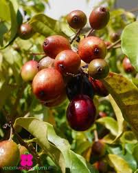 Image result for Syzygium cordatum