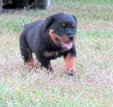 Refer to puppies by their colored bands and genders presented in the photos and descriptions. Alfalar Rottweiler Puppies For Sale Florida Rottweiler Breeder Trainer