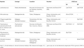 Image result for Triaspis macropteron