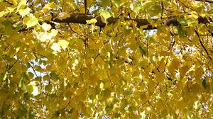 The dried flowers are used for medicinal tea and calming baths. Littleleaf Linden Tree With A Past Arbor Day Blog