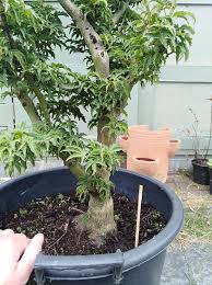 Check spelling or type a new query. New Project A Palmatum Shishigashira Bonsai