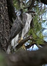 Birds Of The Southwest Usa Northern Goshawk Known As Apache Goshawk Accipiter Gentilis Apache Subspecies In Southwest Usa To Northwest Mexi Northern Goshawk Sandia Park Birds Of Prey