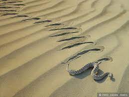 Crotalus Cerastes Laterorepens Colorado Desert Sidewinder Snake Cute Snake Sand
