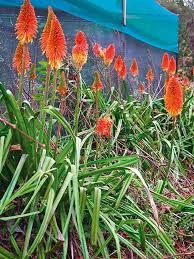 Red hot poker flower free vector. 7 Reasons To Plant This Hot Poker