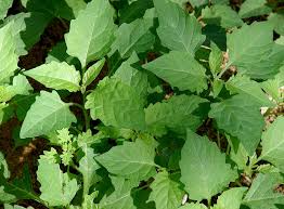 Image result for Solanum americanum